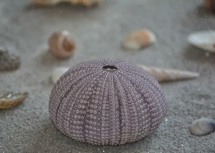 Nadoveza Appartement *